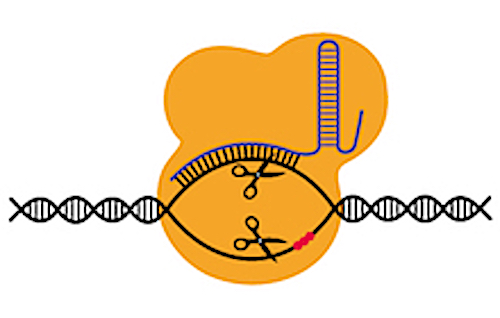  CRISPR / Cas9. Wikimedia Commons, https://commons.wikimedia.org/wiki/File:201412_CRISPRCAS9orange.png